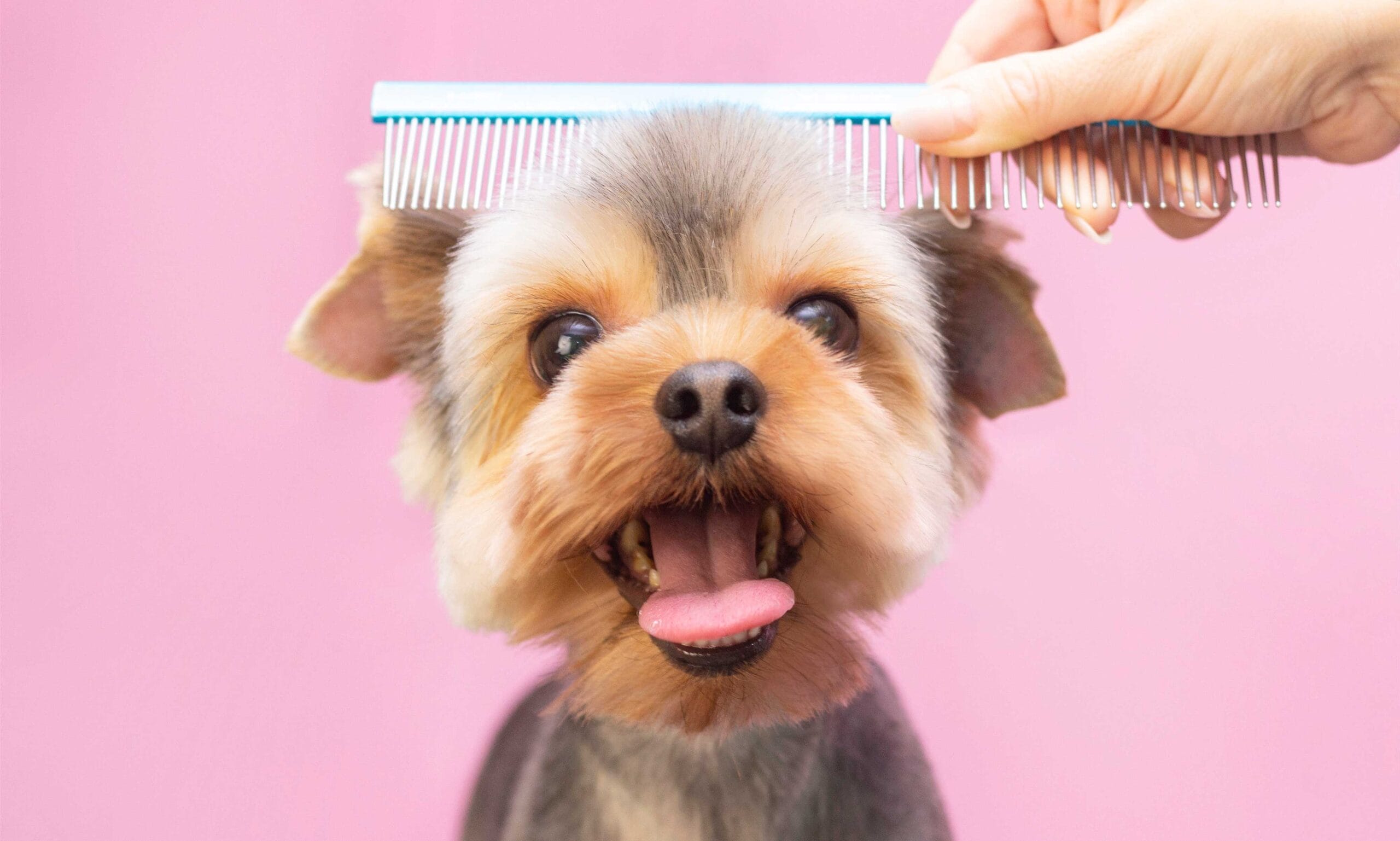 Professional pet grooming space with a freshly brushed dog and carefully arranged grooming tools