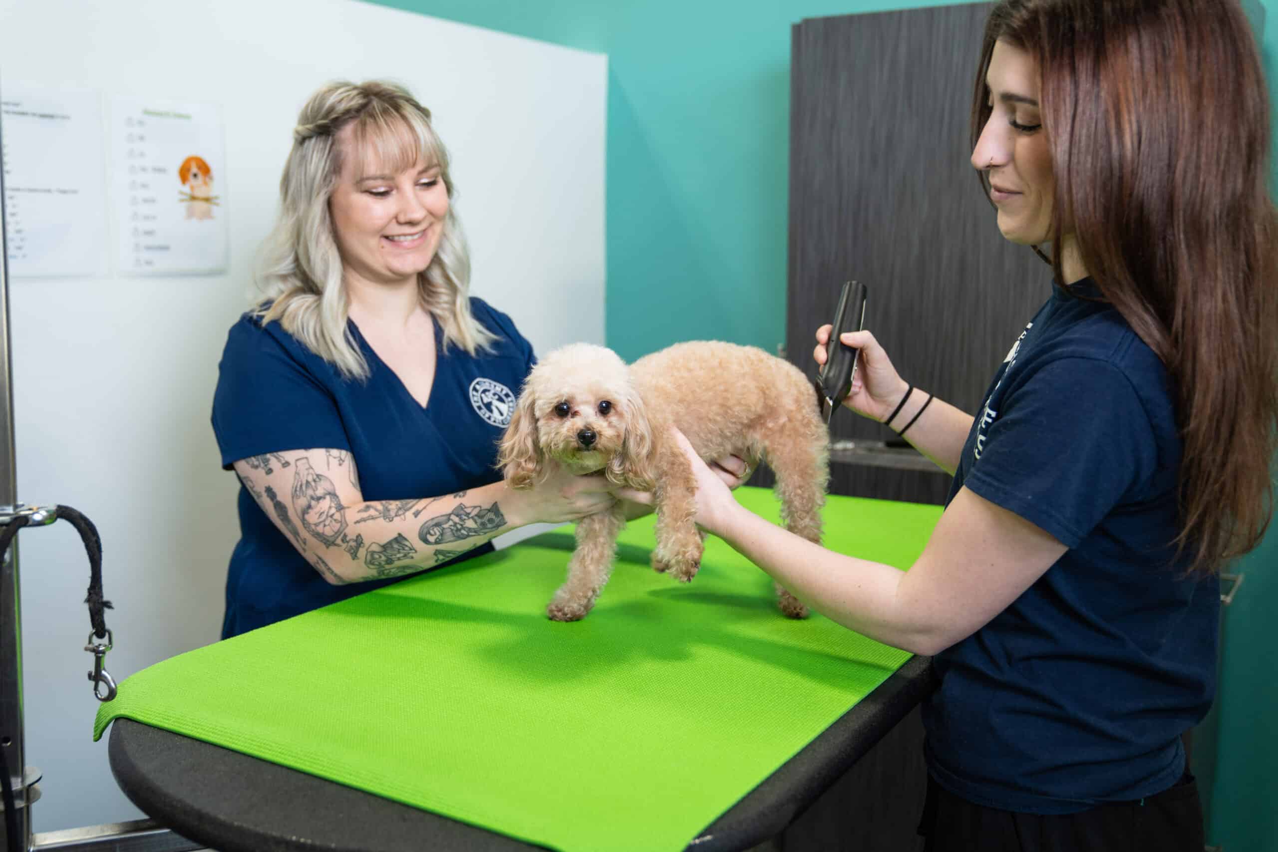 Pet bathing essentials arranged beside soft towels and grooming brushes