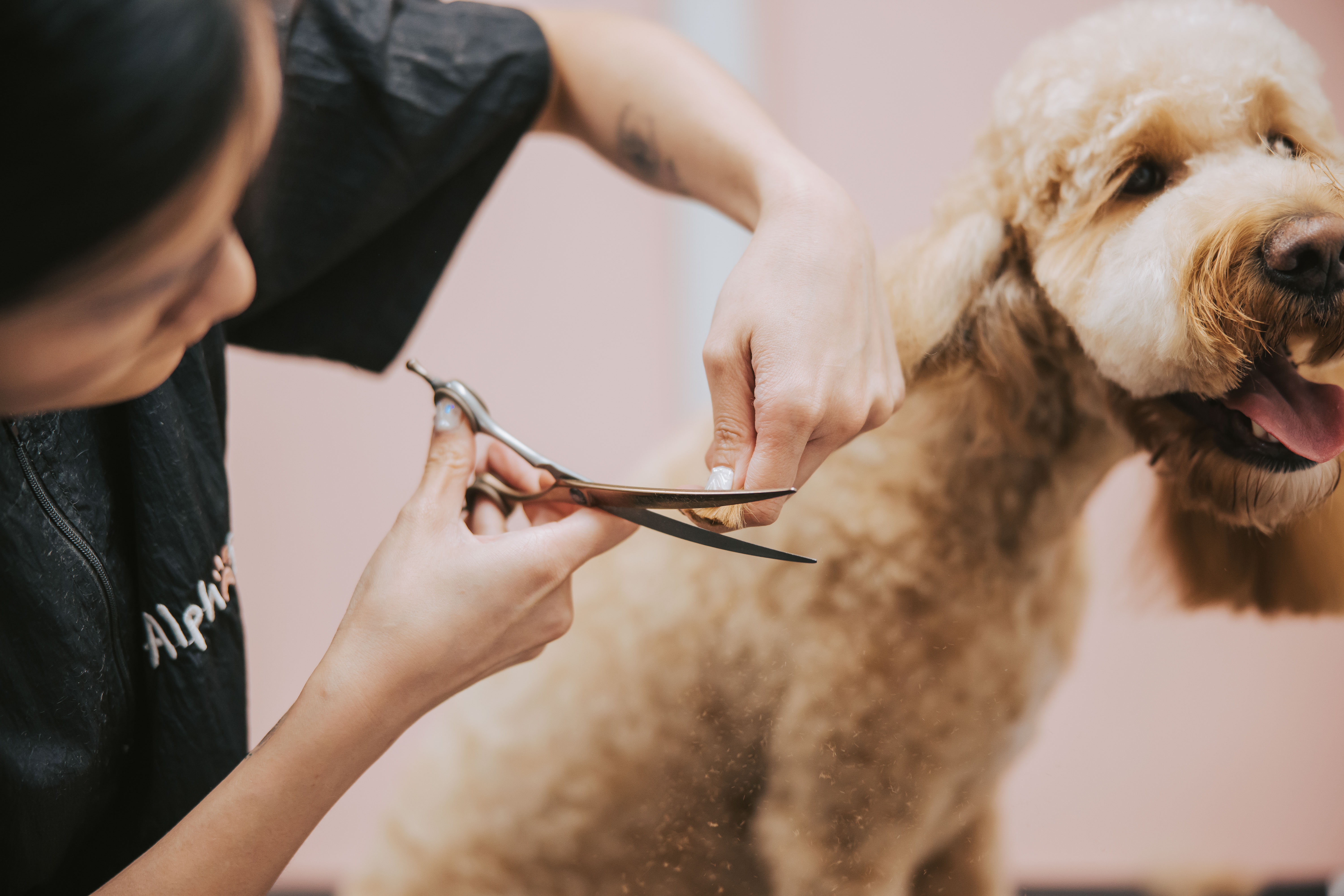 Pet grooming tools prepared for gentle brushing, coat trimming and finishing care