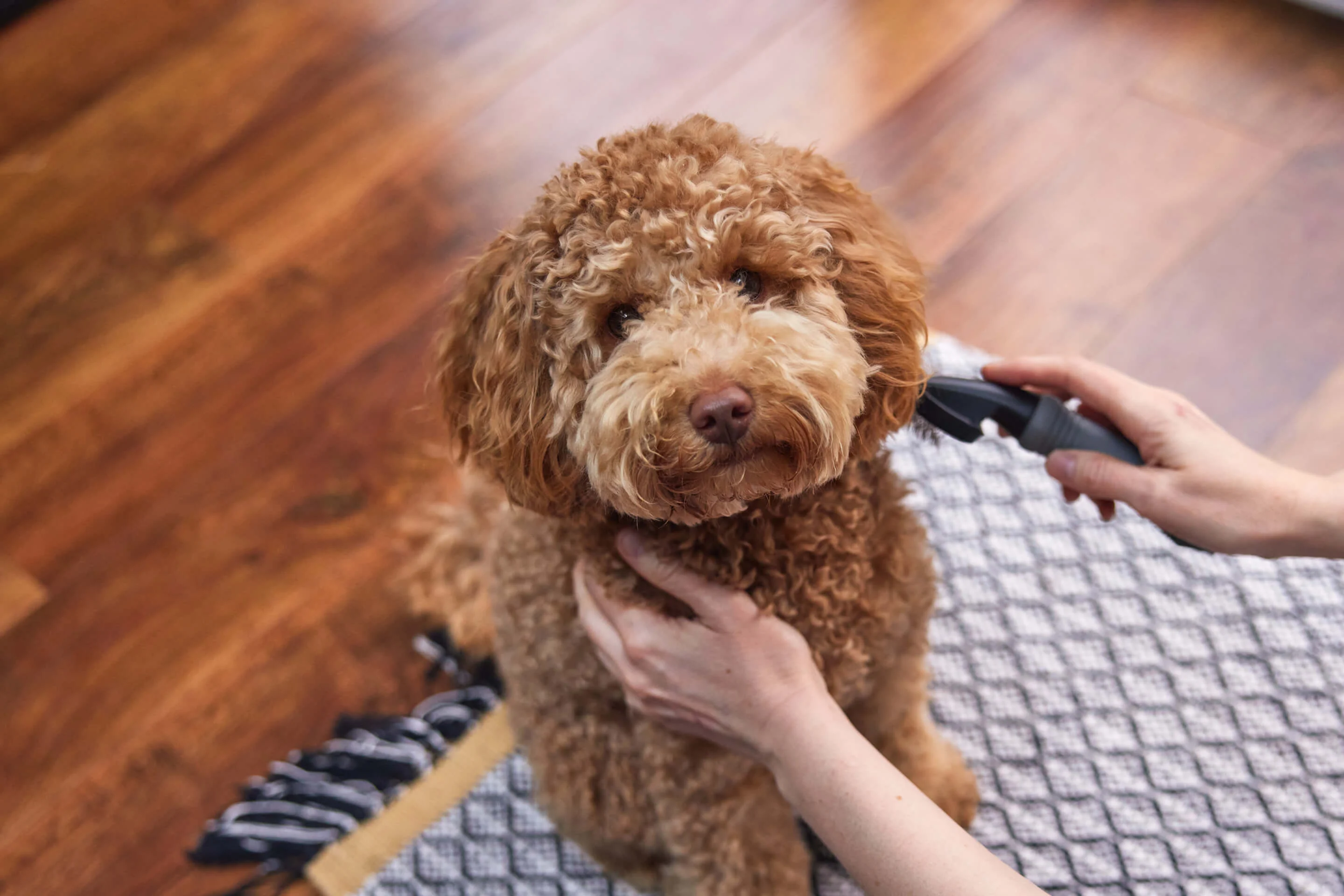 Professional pet grooming setup with brushes, towels and coat care tools