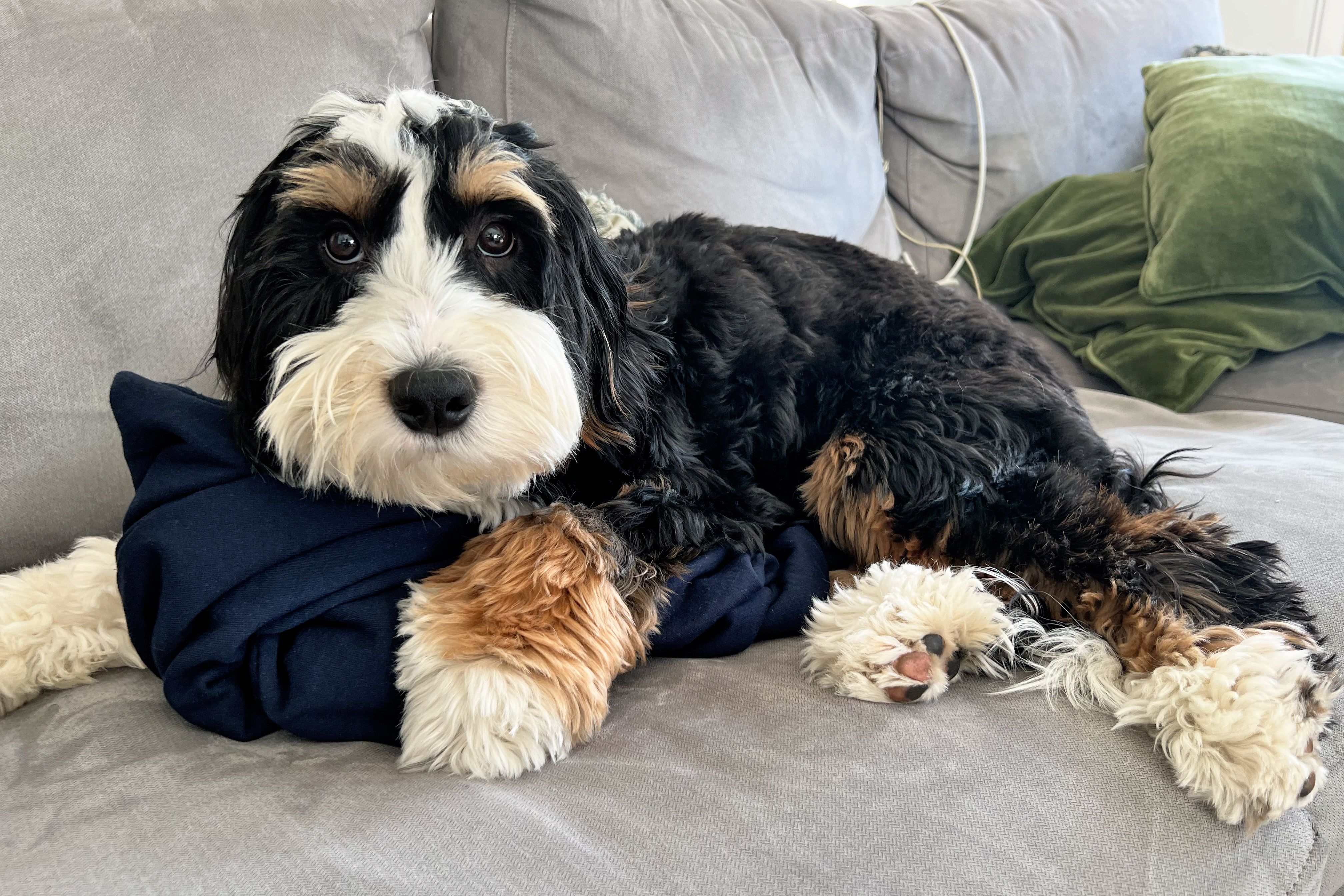 Professional pet grooming session focused on gentle handling and personalized care