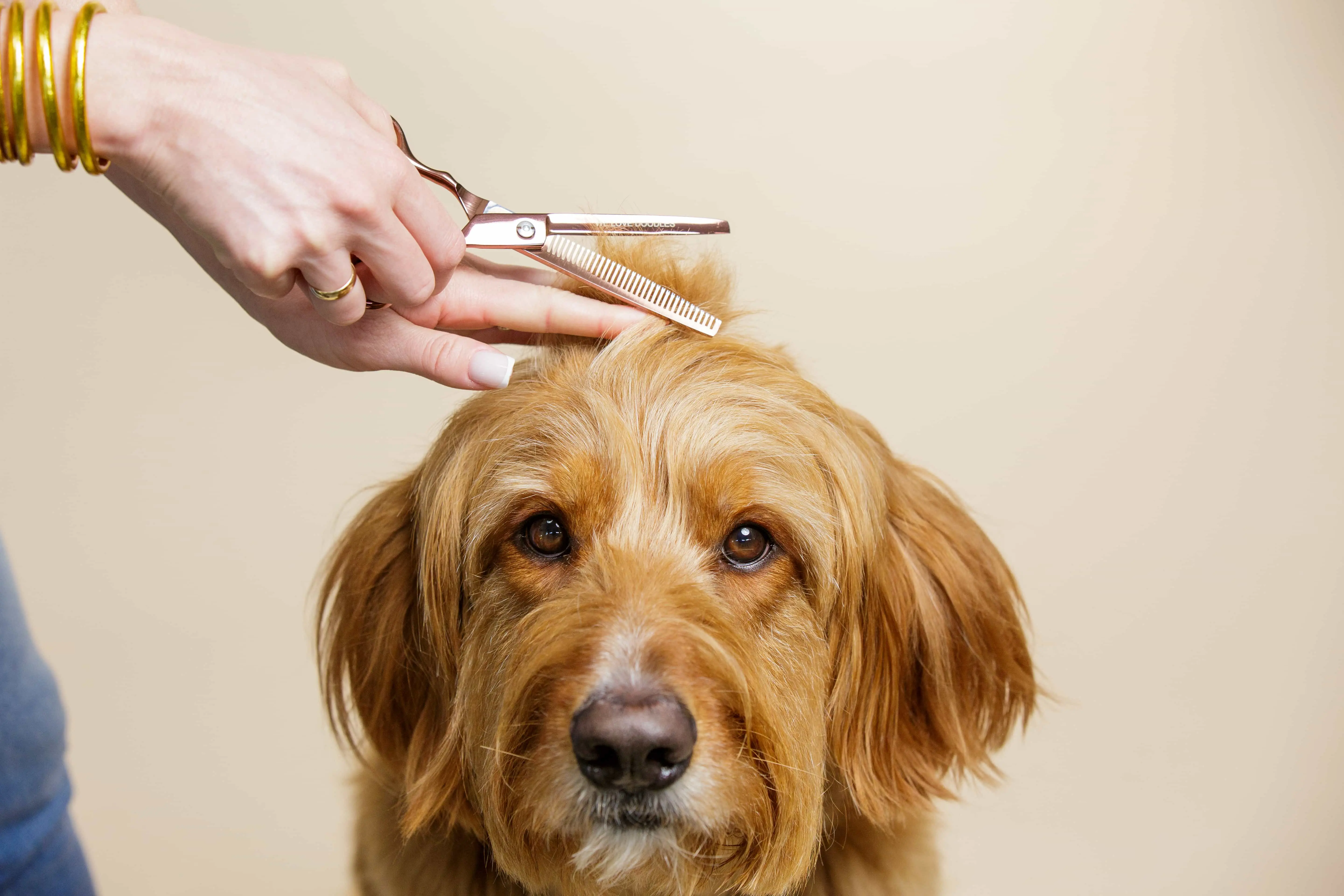 Neatly arranged pet grooming tools for brushing, nail care and coat maintenance