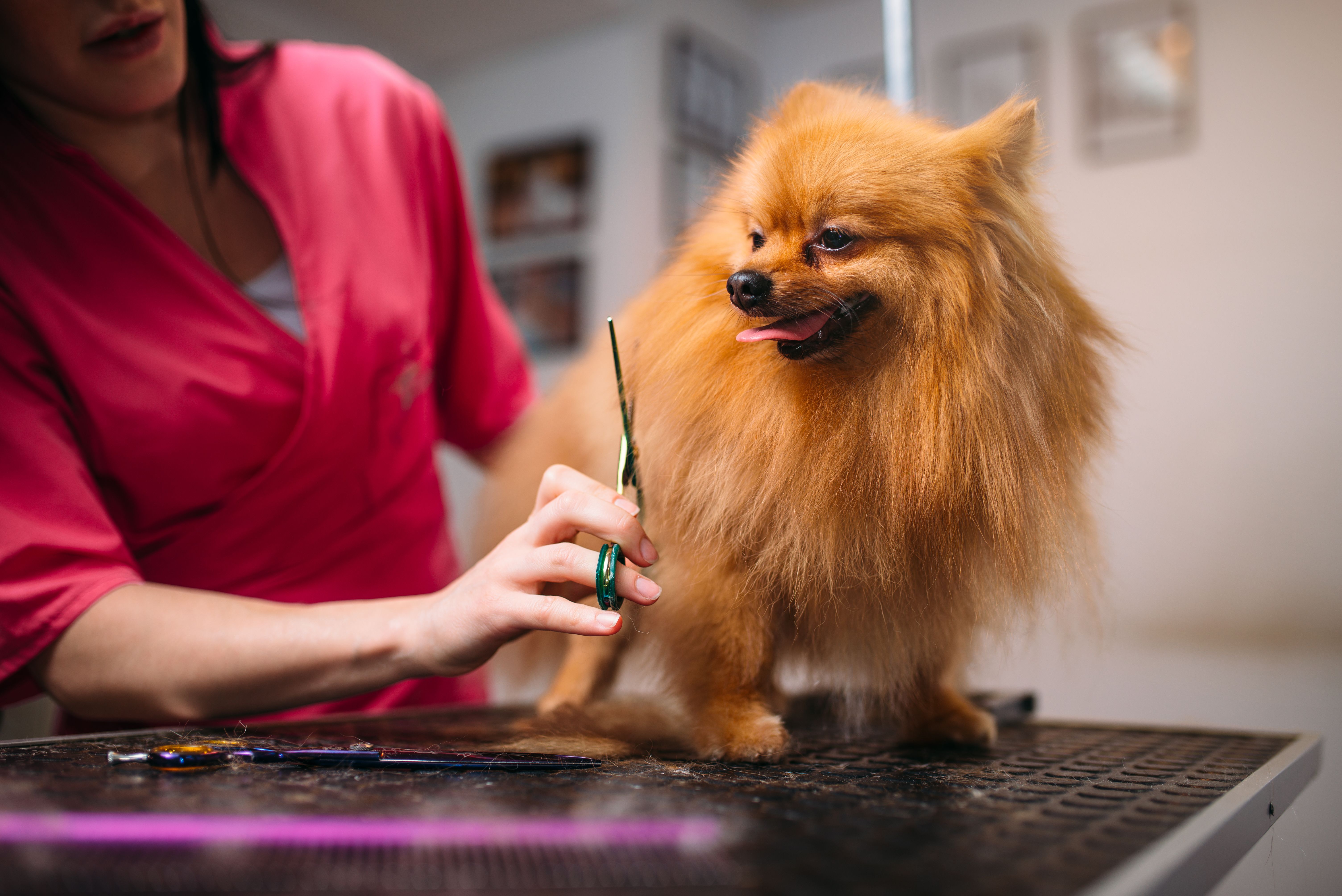 A pet owner and groomer discussing an individualized coat care and grooming routine