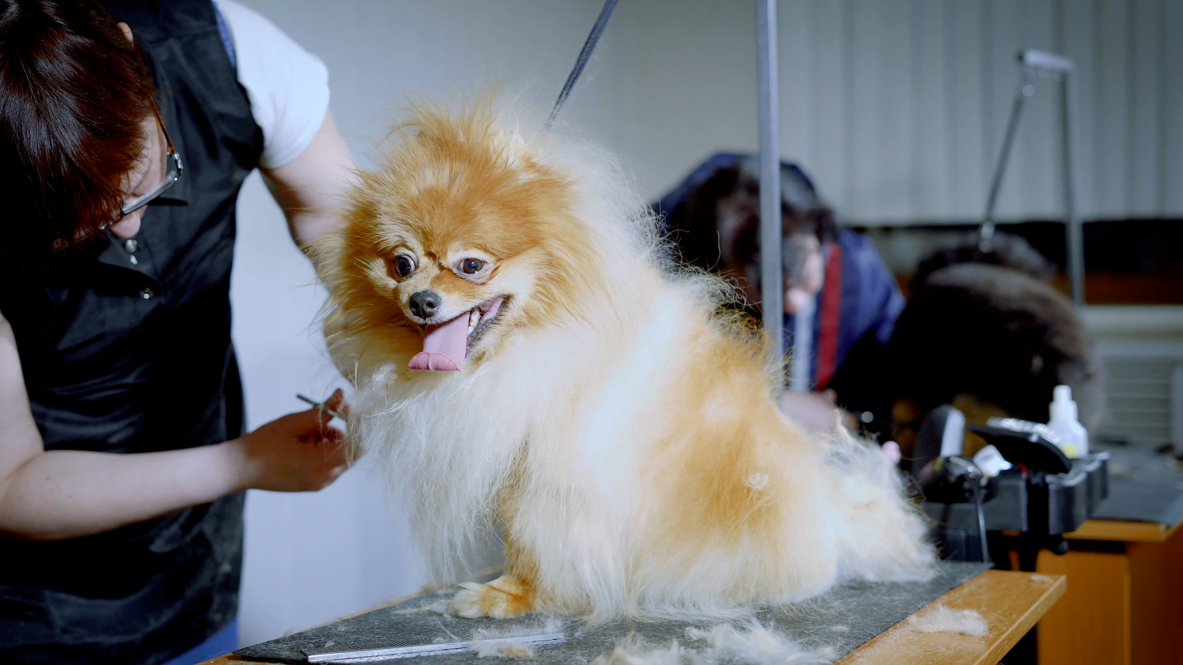 A professional pet groomer building trust with a relaxed dog during a gentle grooming session