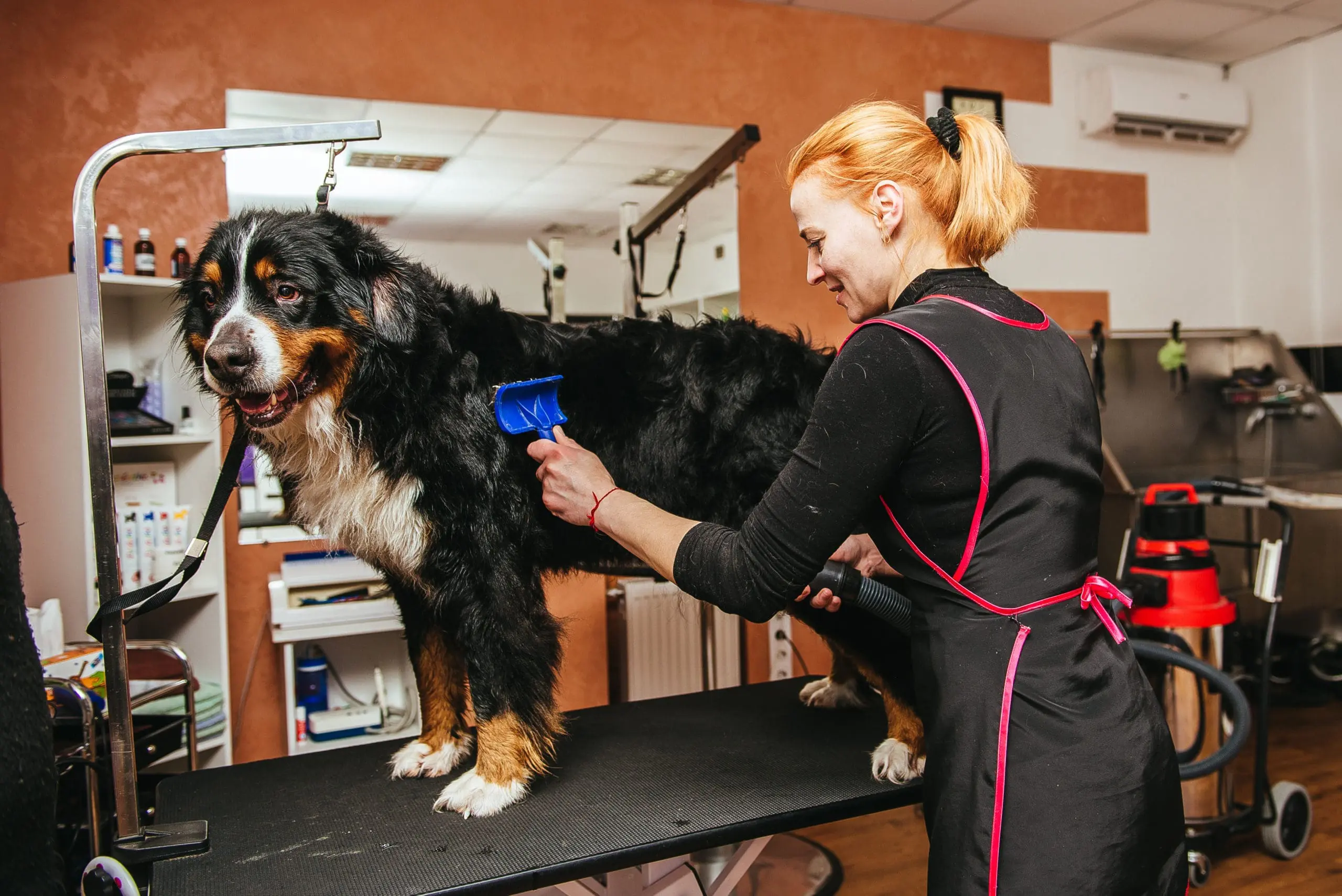 Professional pet grooming contact area with grooming tools and a freshly groomed companion