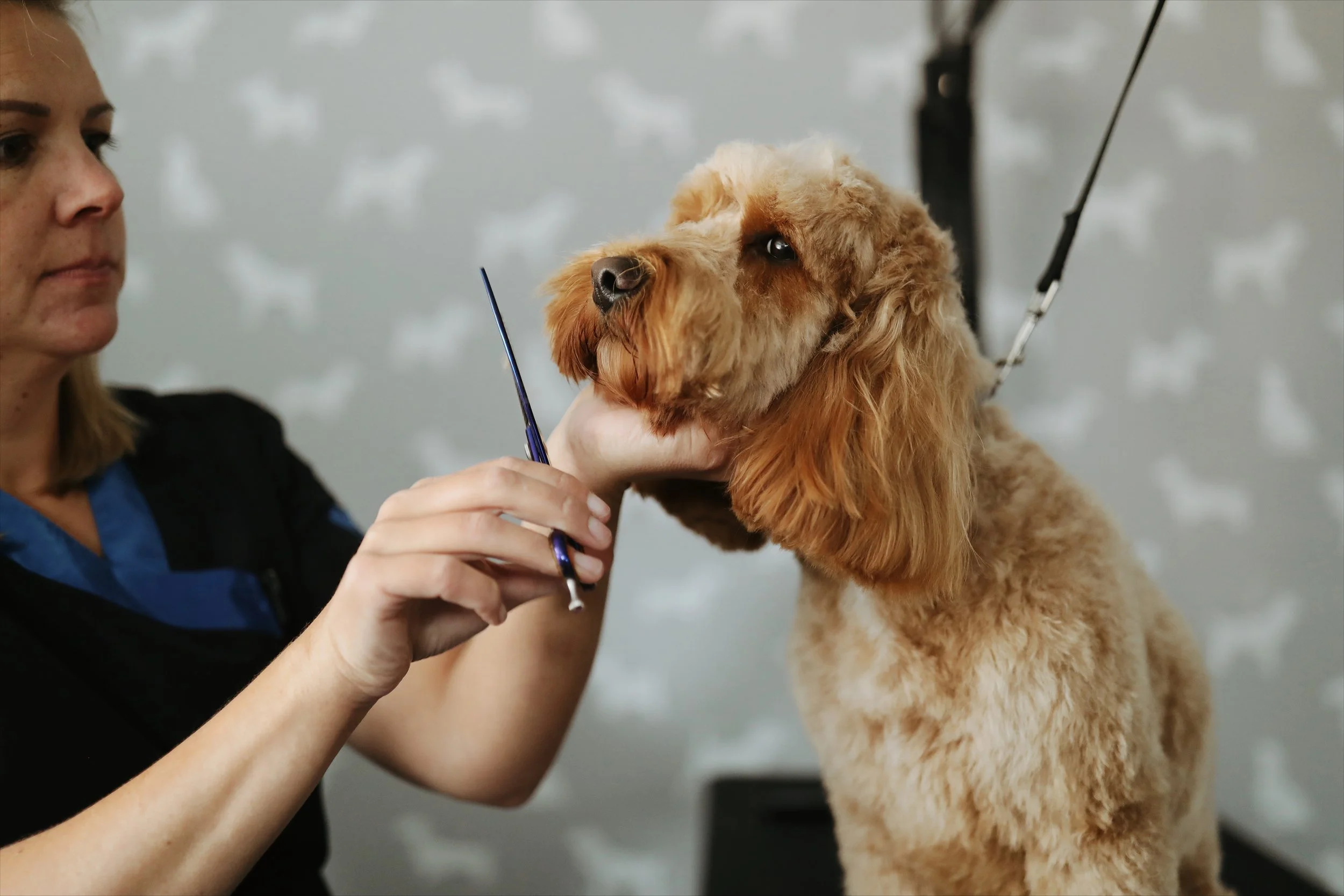 Illustrated guide to gentle bathing, drying and comfortable pet grooming