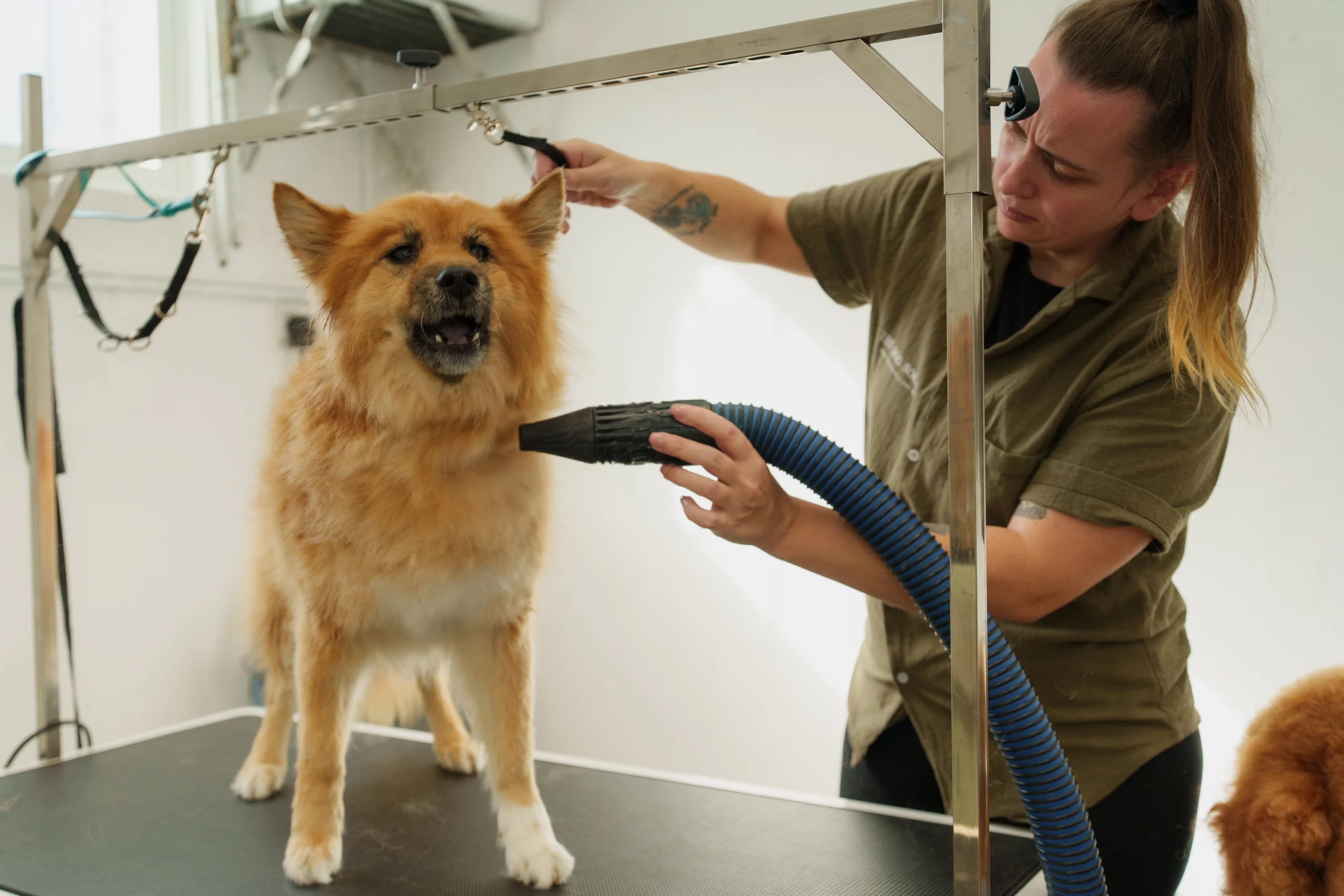 Illustrated guide to introducing a pet to its first grooming session