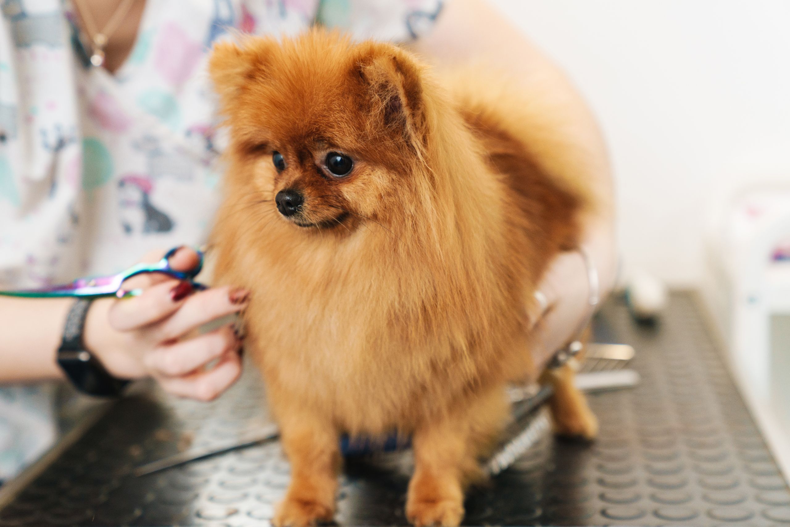 Illustrated pet grooming station with brushes, towels and animal care essentials
