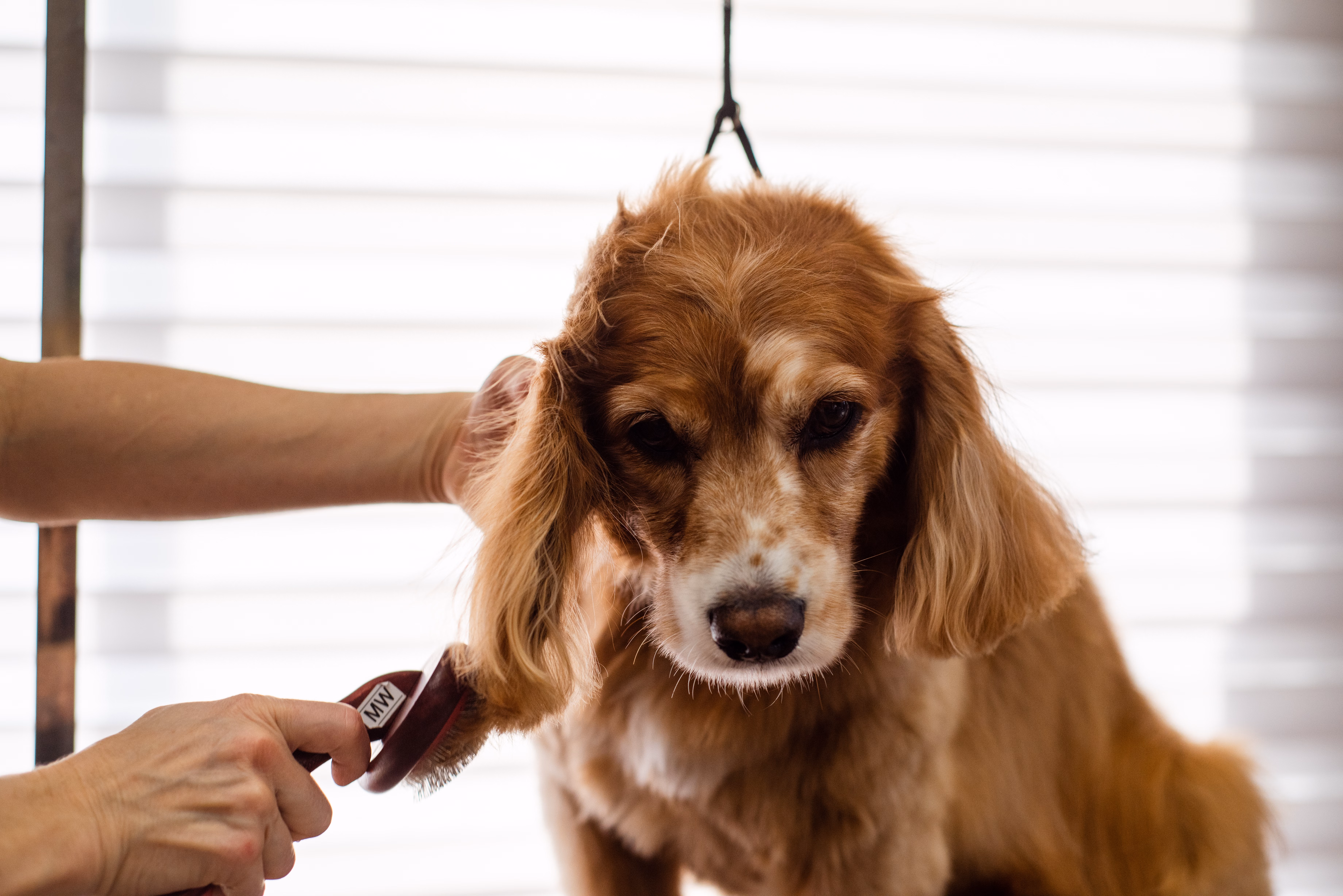 A freshly groomed dog with a clean fluffy coat enjoying gentle professional pet care
