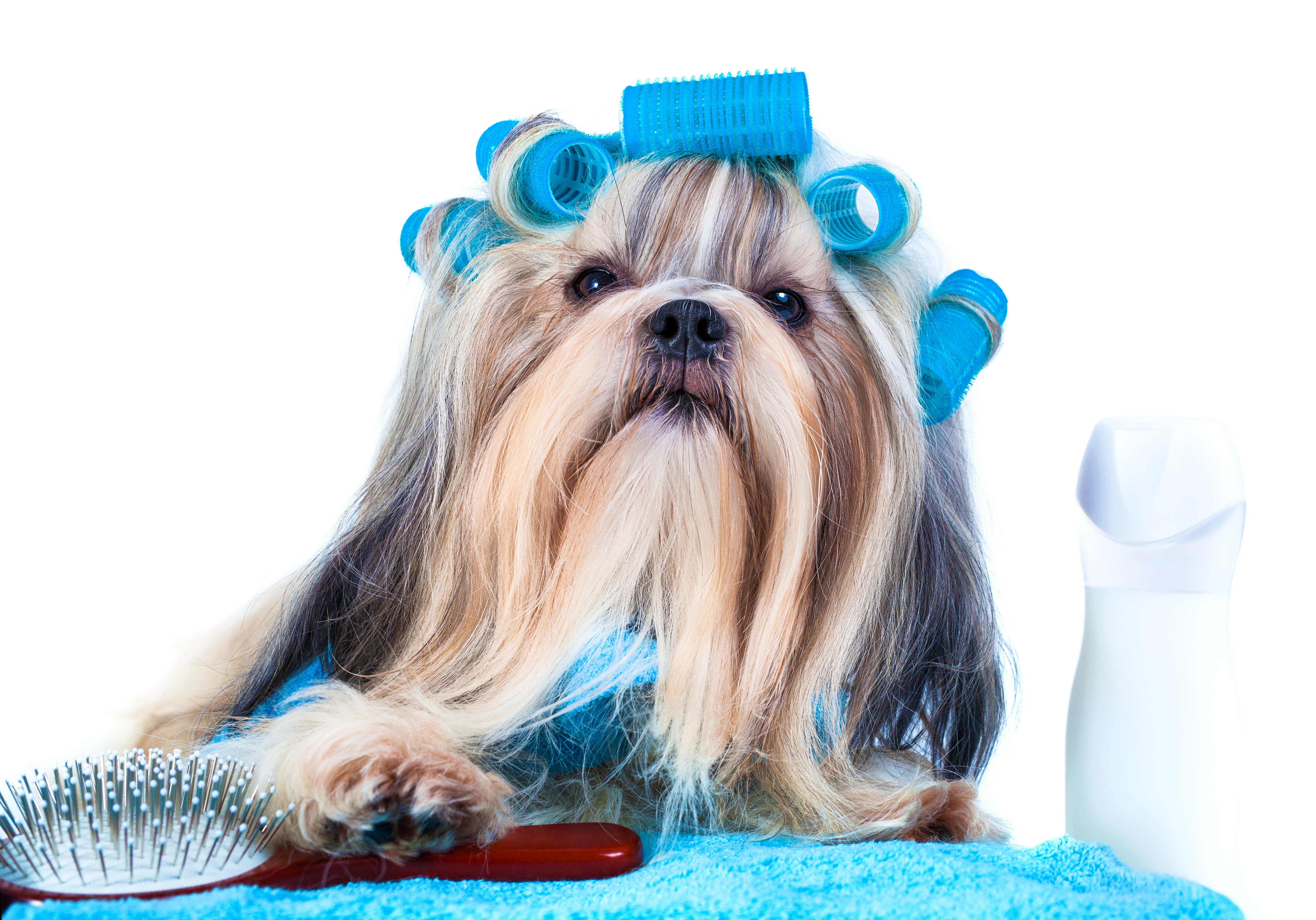 Professional pet groomer preparing grooming tools for gentle coat care