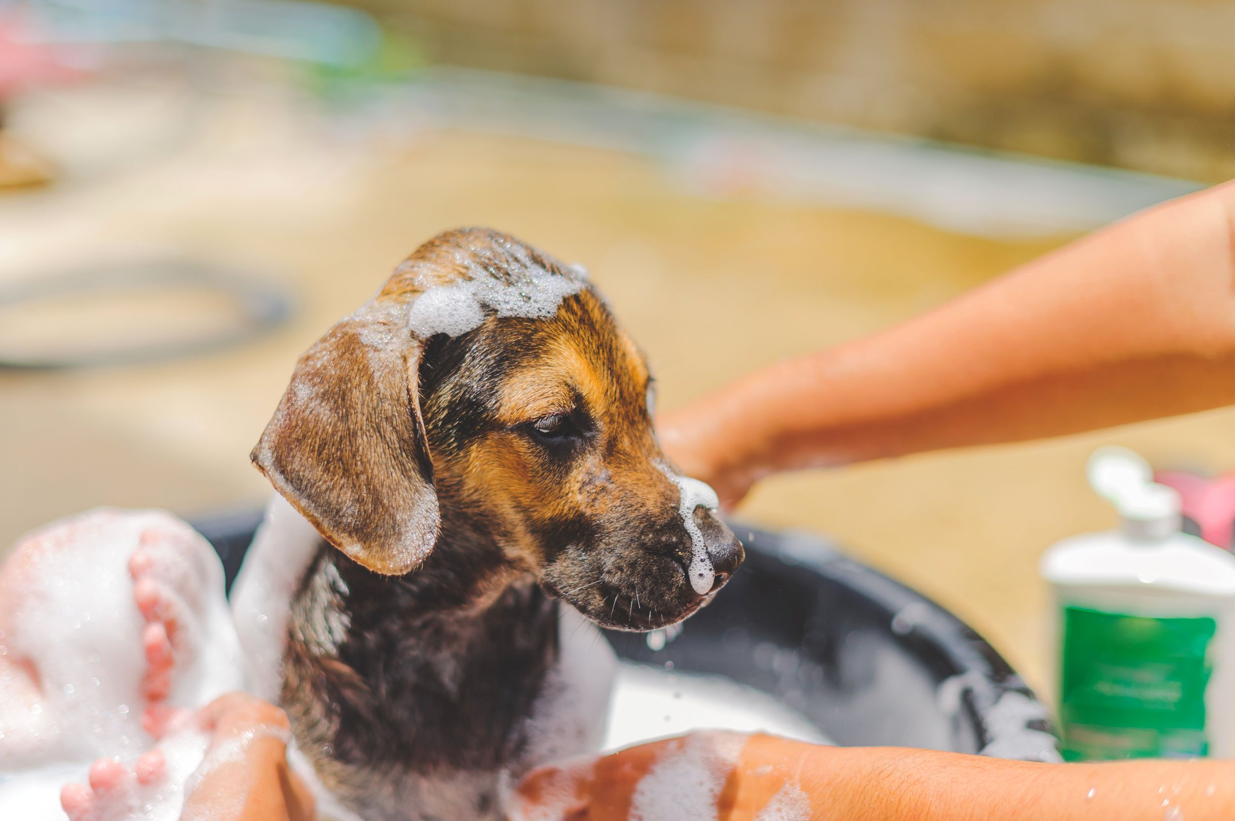 A calm dog receiving attentive grooming and gentle handling from a professional pet care specialist
