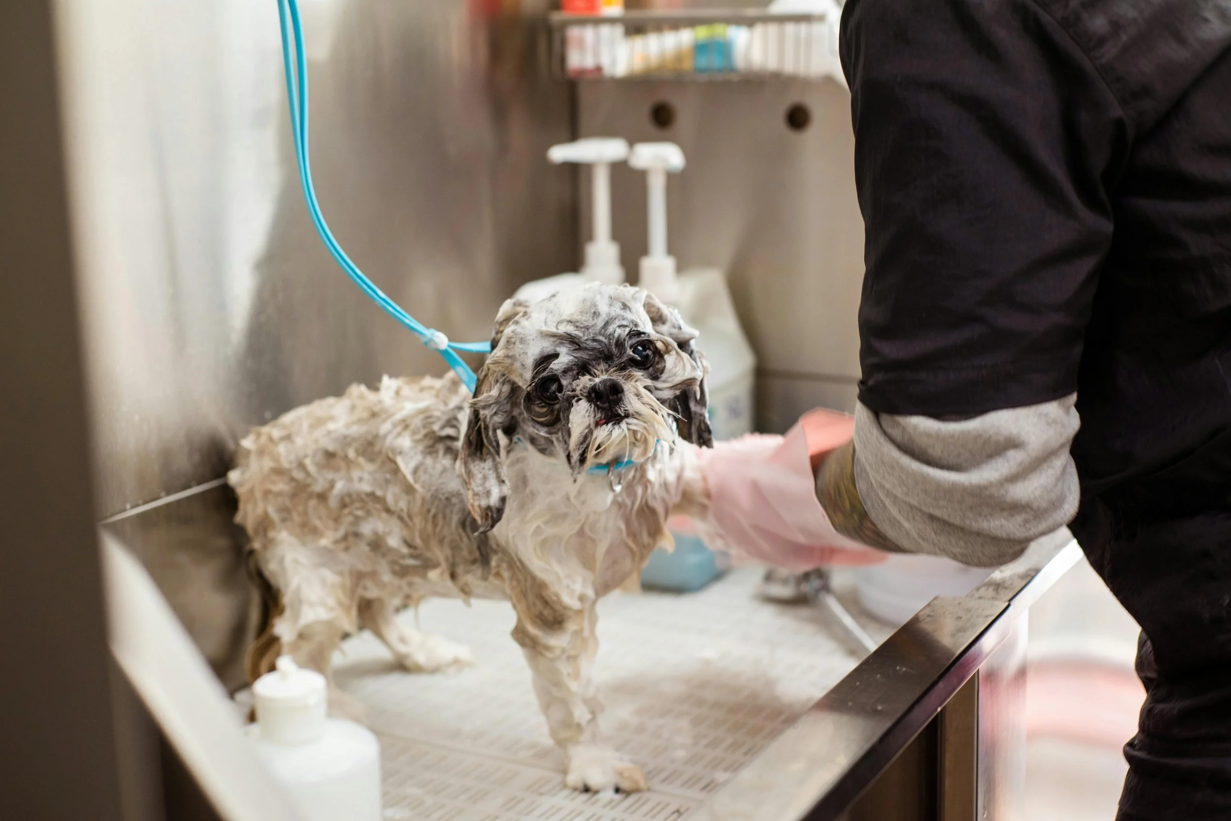 Collection of pet grooming scenes featuring freshly brushed coats, bathing care and professional grooming tools