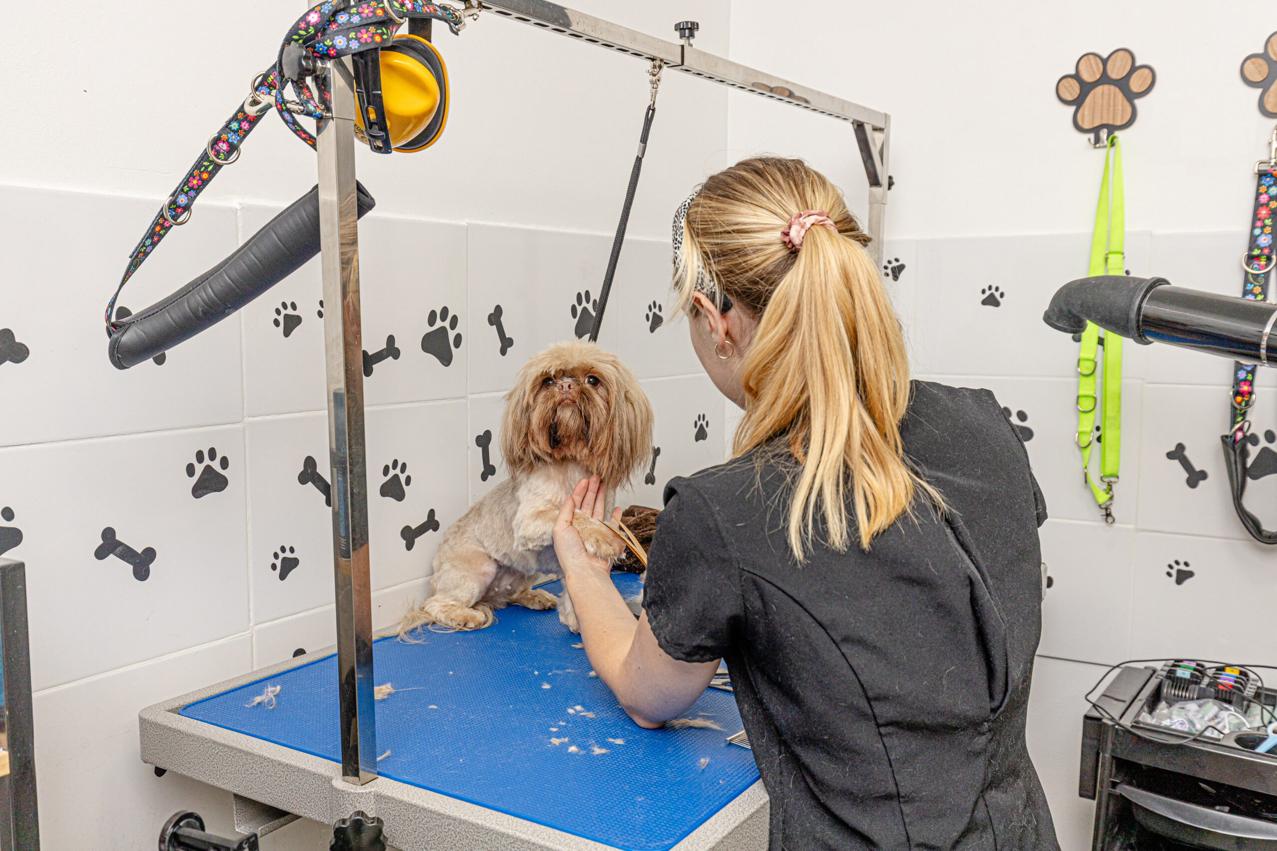 A relaxed pet receiving a personalized grooming session adapted to its coat and temperament