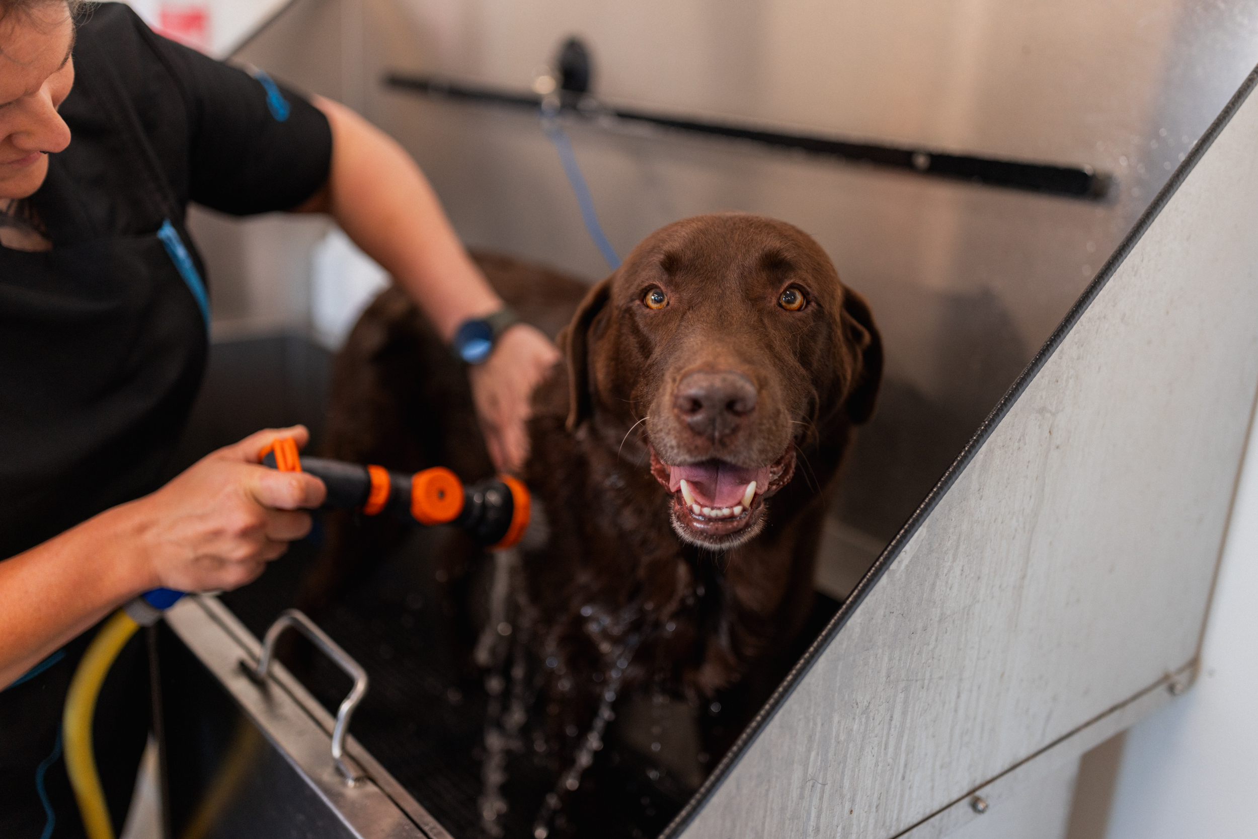 Professional groomer carefully trimming a dog's nails as part of routine paw care