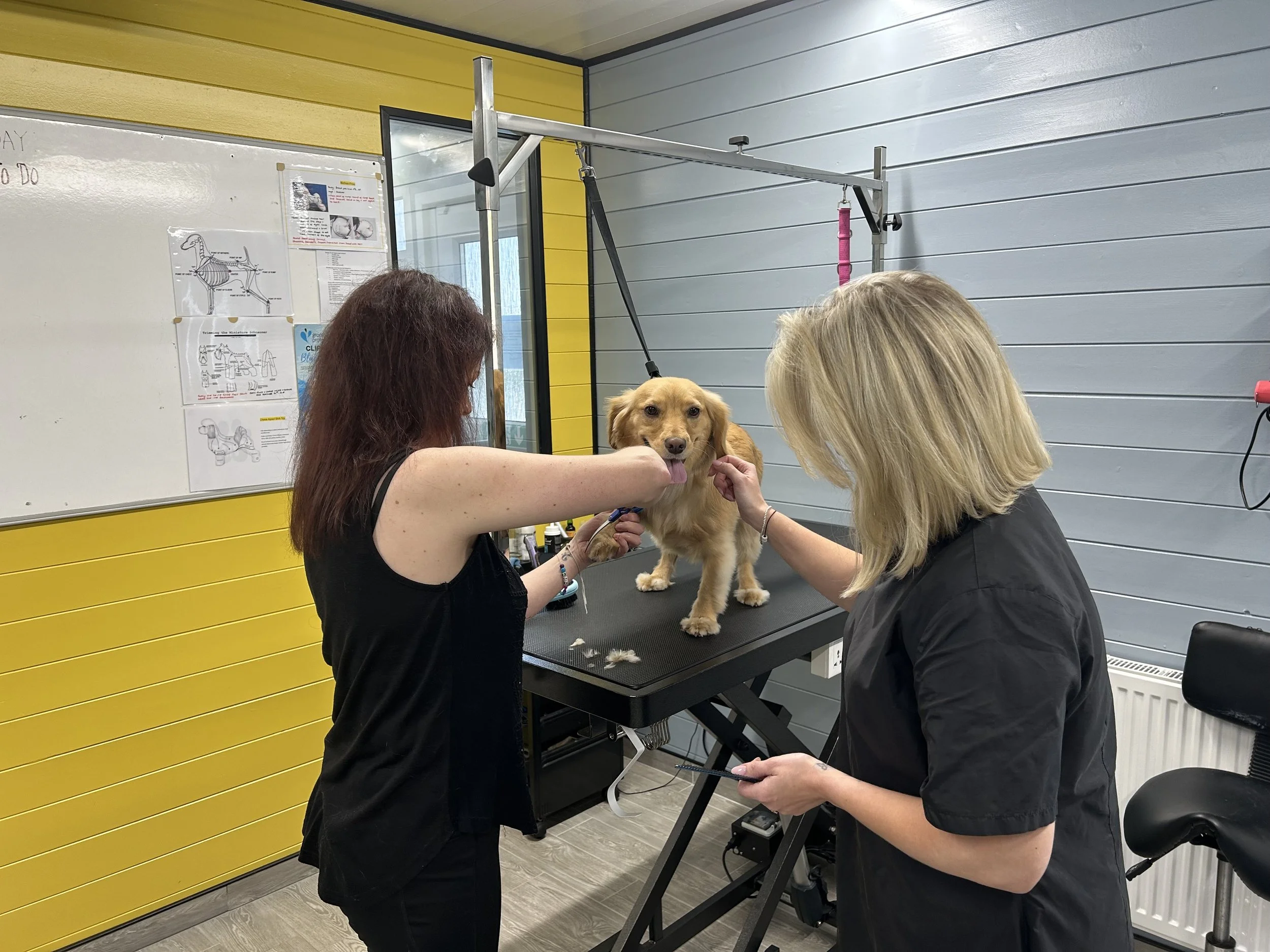 Gentle pet bath with a groomer washing a dog's coat using suitable grooming products