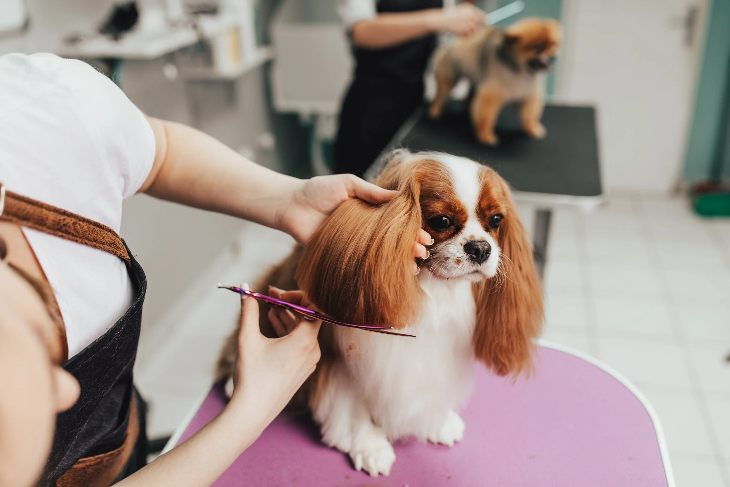 A fluffy dog receiving careful brushing to remove loose fur and prevent tangles