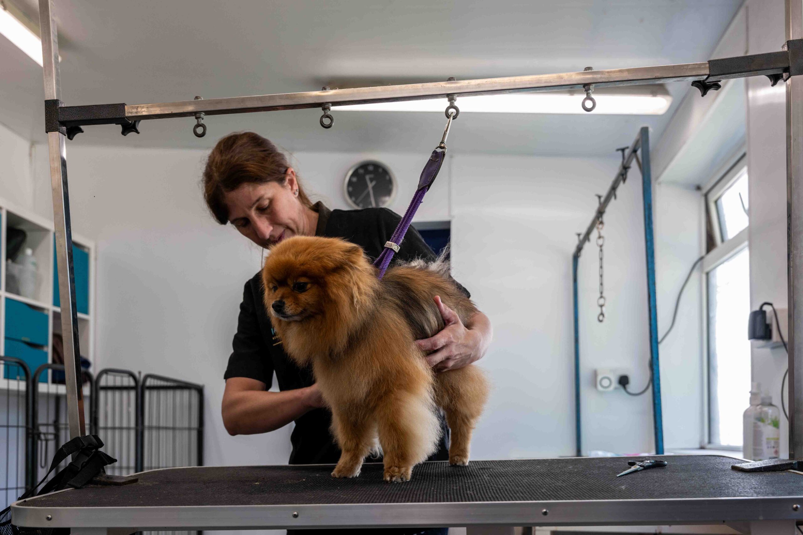 Professional dog grooming with careful coat trimming and a neat finished appearance