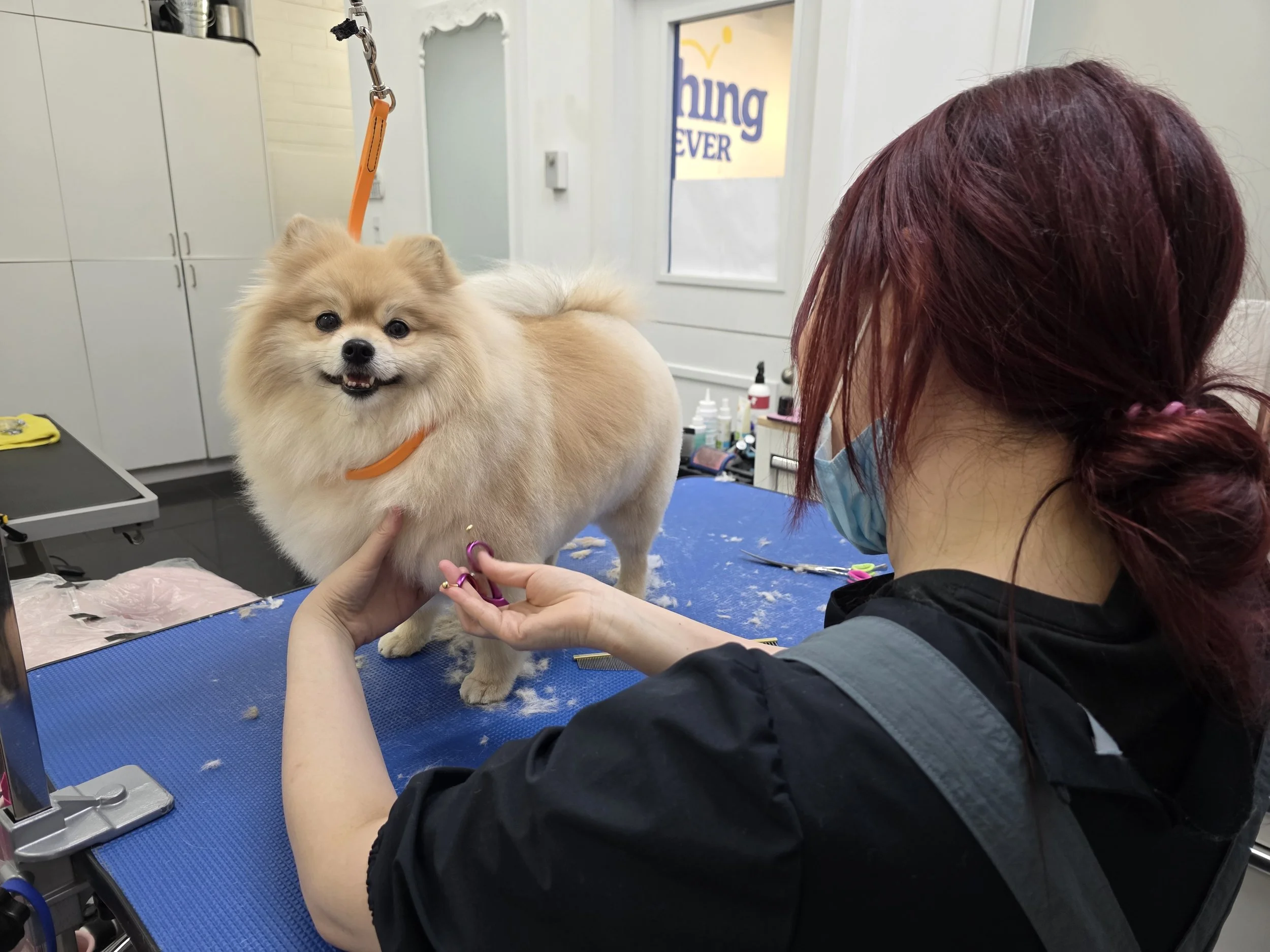 Gentle face and ear grooming that keeps a pet's appearance neat and comfortable